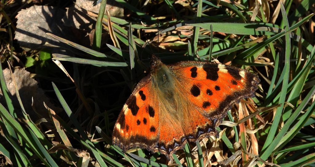 Rusałka wierzbowiec (Nymphalis polychloros)