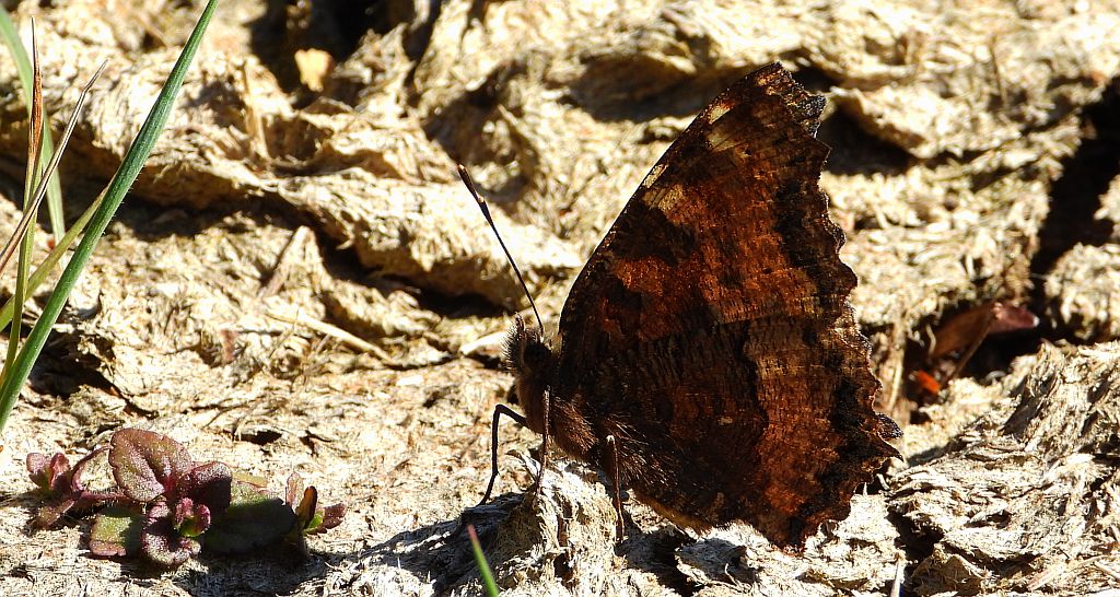 Rusałka wierzbowiec (Nymphalis polychloros)