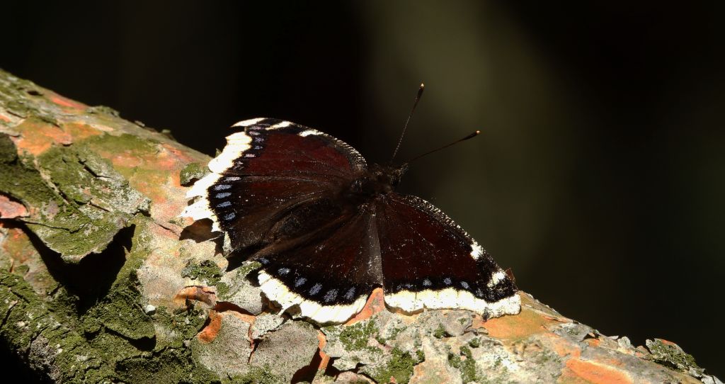 Rusałka żałobnik (Nymphalis antiopa)