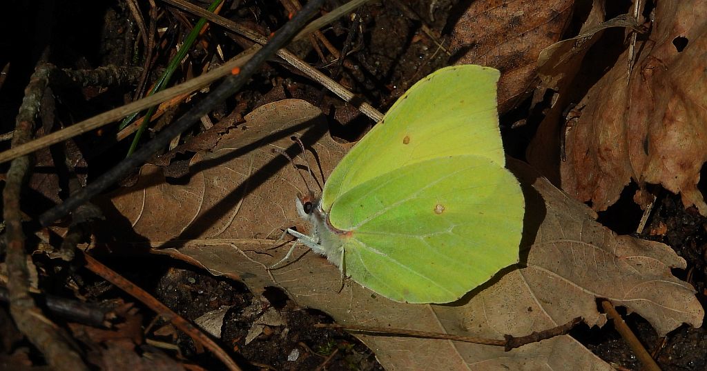 Latolistek cytrynek, listkowiec cytrynek (Gonepteryx rhamni)