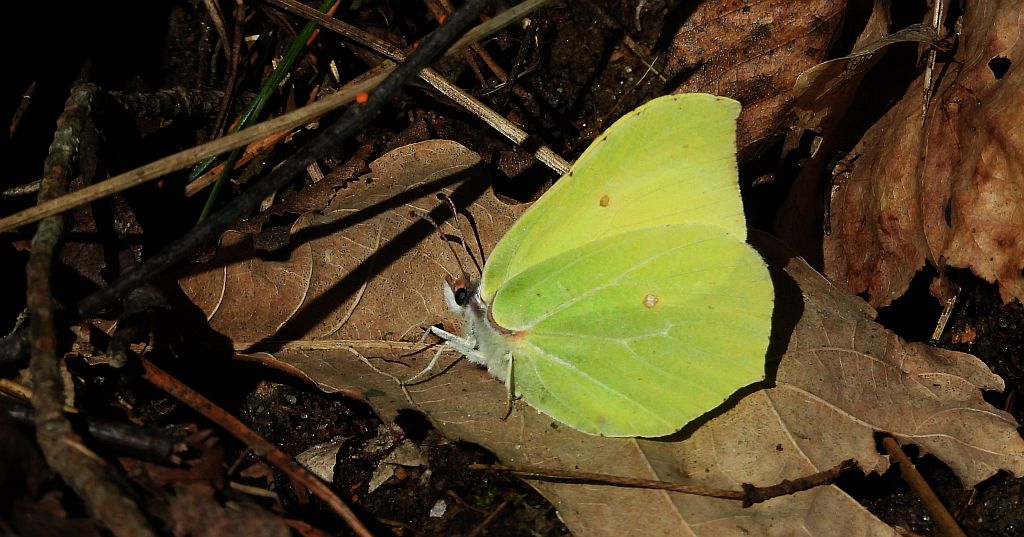 Latolistek cytrynek, listkowiec cytrynek (Gonepteryx rhamni)