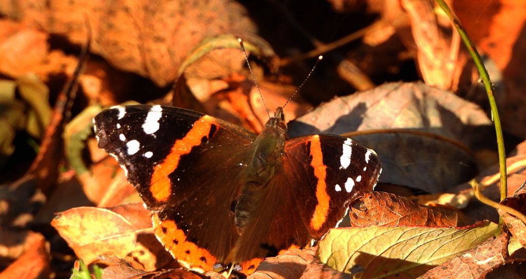 Rusałka admirał (Vanessa atalanta)