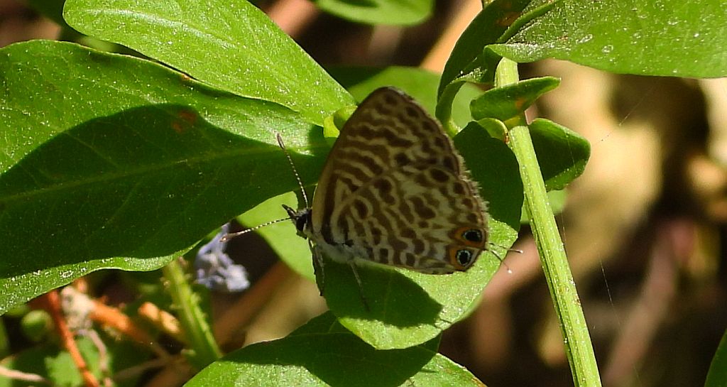Modrogończyk wędrowiec (Leptotes pirithous)