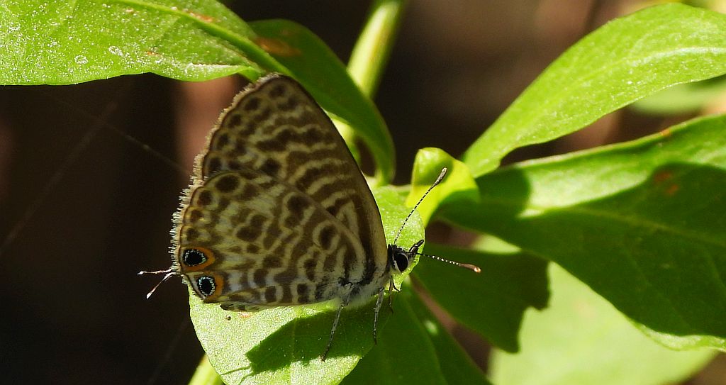 Modrogończyk wędrowiec (Leptotes pirithous)