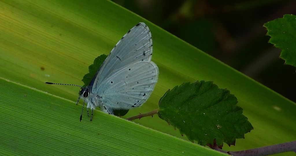 Modraszek wieszczek (Celastrina argiolus)