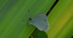 Modraszek wieszczek (Celastrina argiolus)