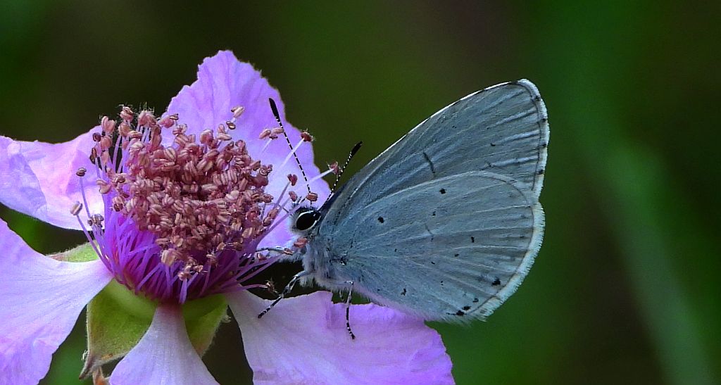 Modraszek wieszczek (Celastrina argiolus)