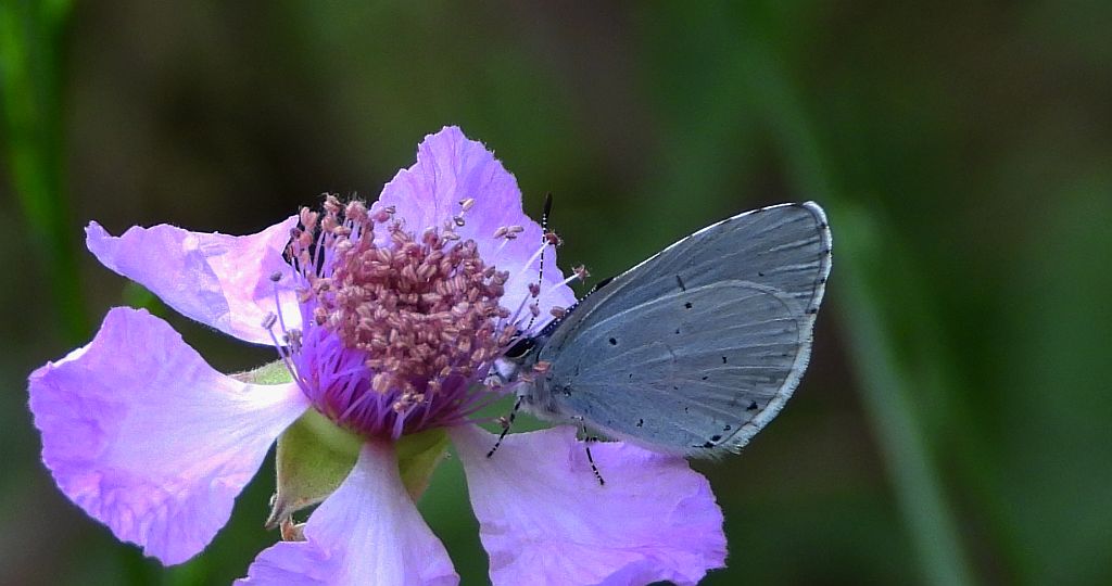 Modraszek wieszczek (Celastrina argiolus)