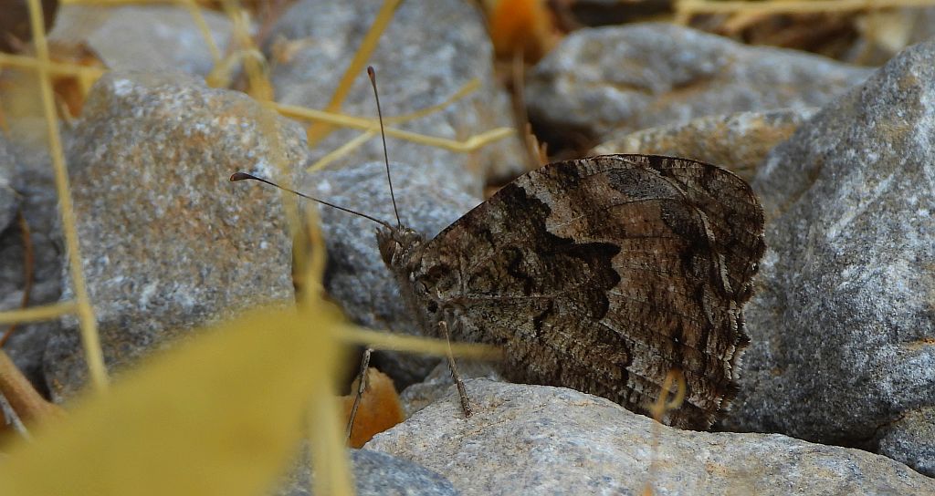 Skalnik kreteński (Hipparchia /Parahipparchia/ cretica)