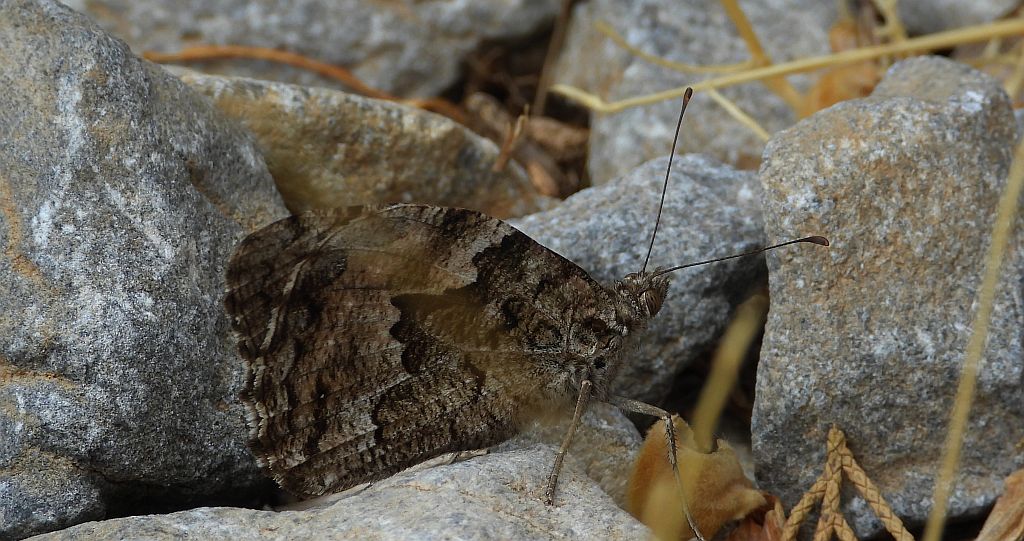 Skalnik kreteński (Hipparchia /Parahipparchia/ cretica)