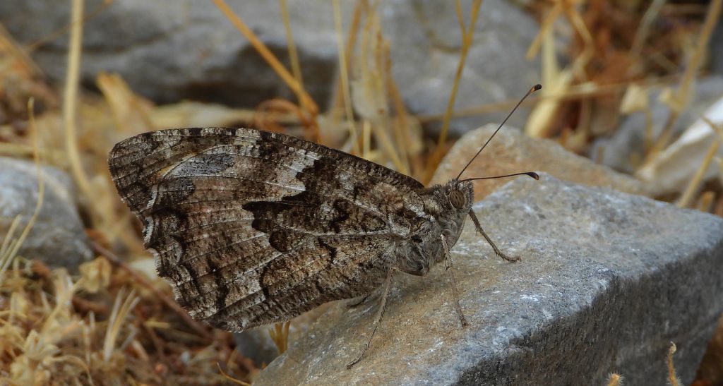 Skalnik kreteński (Hipparchia /Parahipparchia/ cretica)