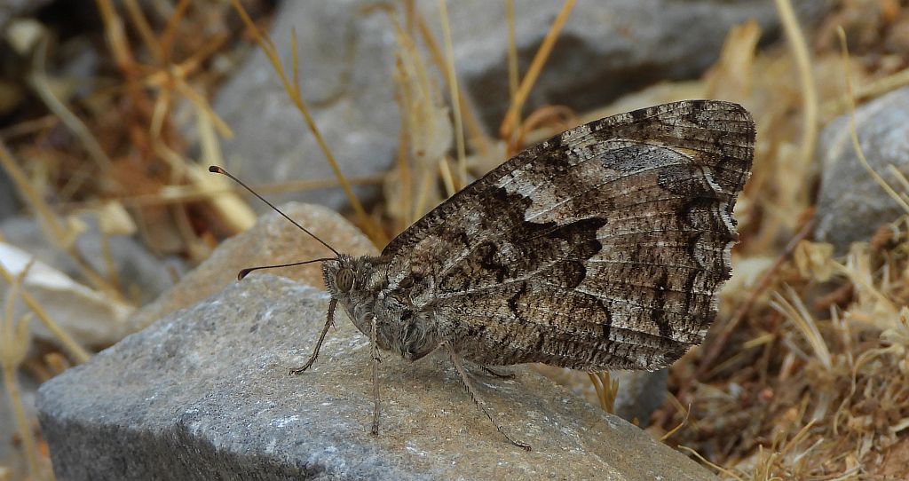 Skalnik kreteński (Hipparchia /Parahipparchia/ cretica)
