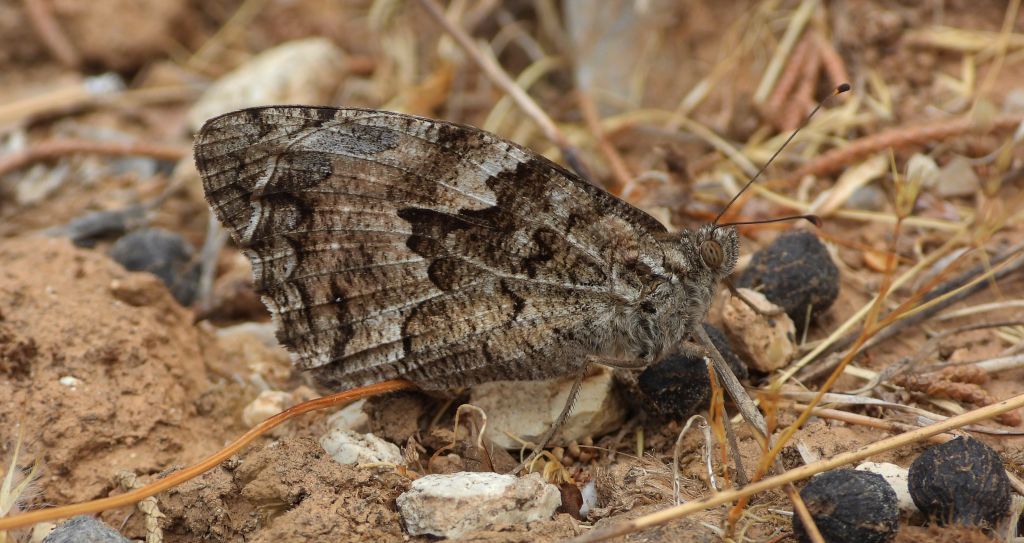 Skalnik kreteński (Hipparchia /Parahipparchia/ cretica)