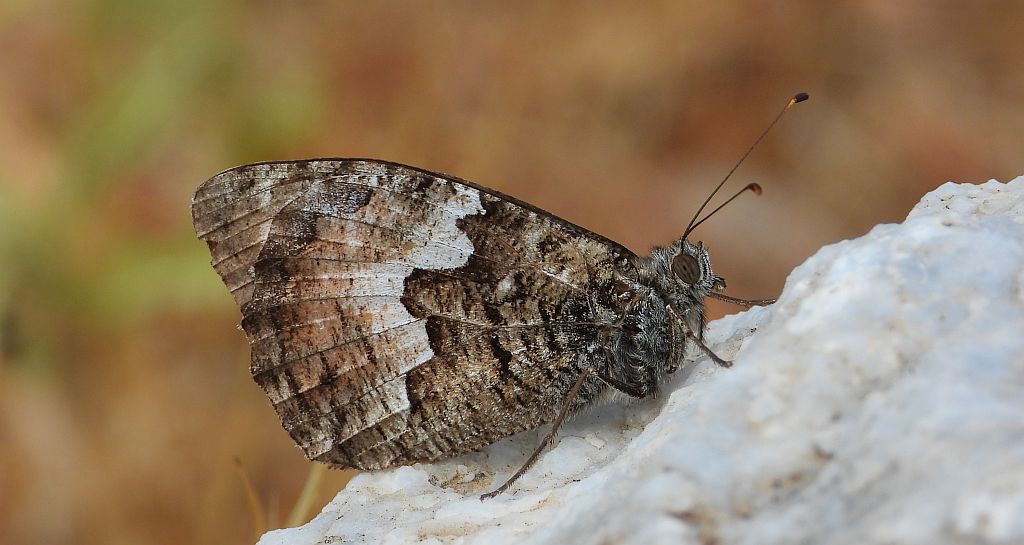 Skalnik kreteński (Hipparchia /Parahipparchia/ cretica)