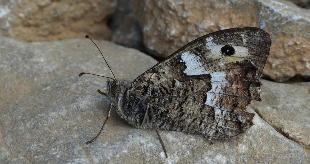 Skalnik kreteński (Hipparchia /Parahipparchia/ cretica)