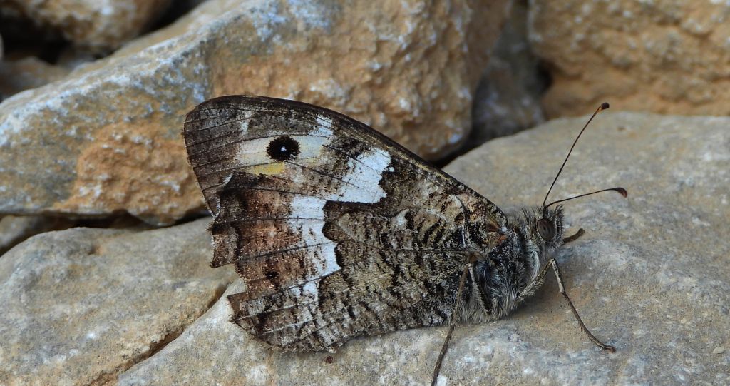 Skalnik kreteński (Hipparchia /Parahipparchia/ cretica)