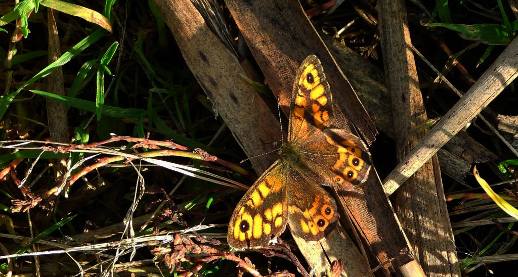 Osadnik megera (Lasiommata megera)