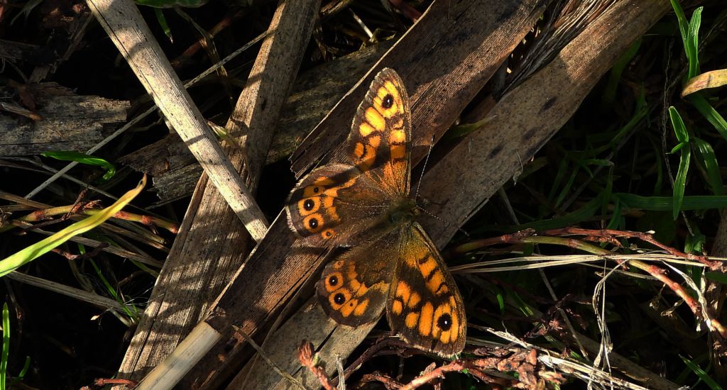 Osadnik megera (Lasiommata megera)