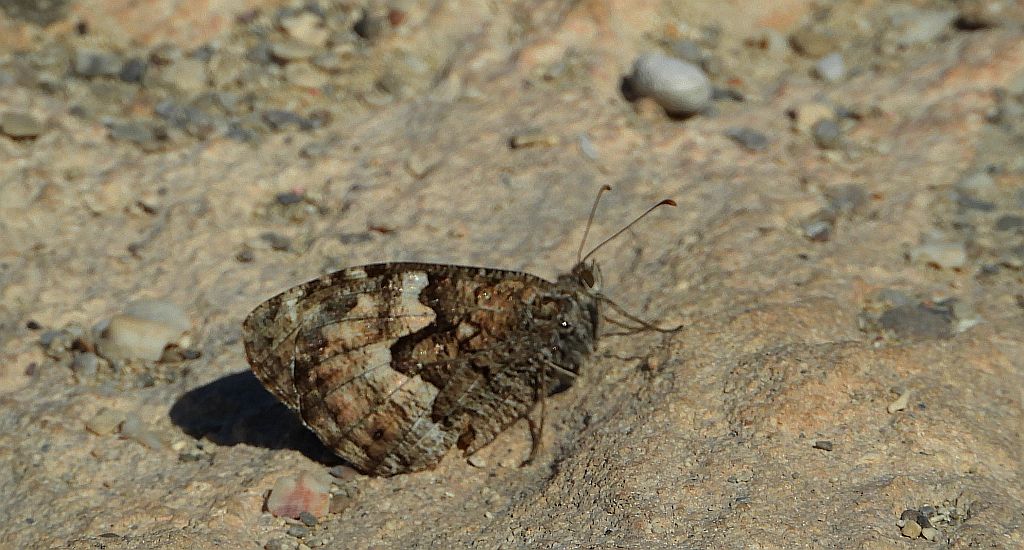 Skalnik kreteński (Hipparchia /Parahipparchia/ cretica)