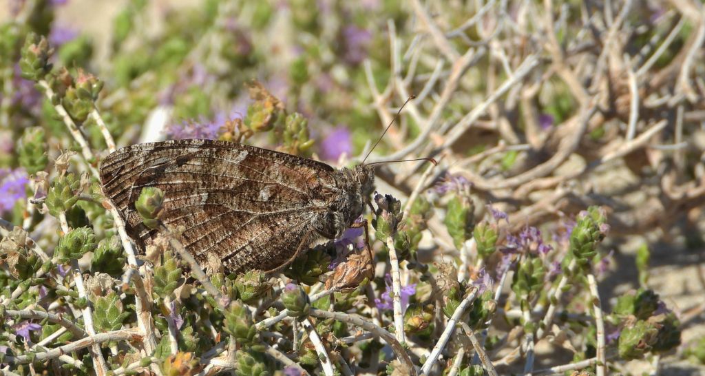 Skalnik kreteński (Hipparchia /Parahipparchia/ cretica)