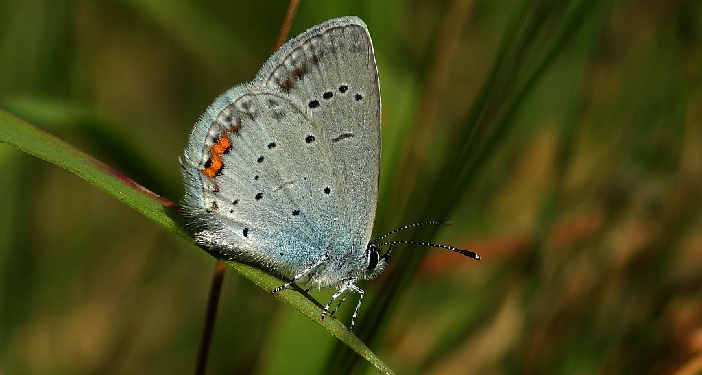 Modraszek argiades (Cupido argiades)