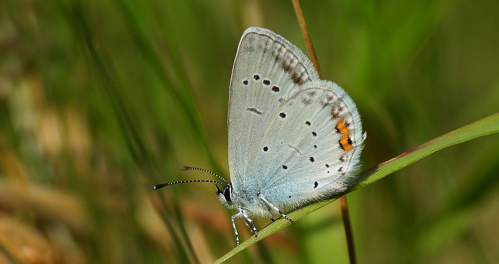 Modraszek argiades (Cupido argiades)