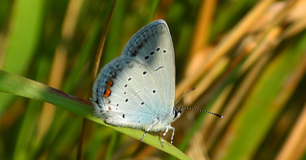 Modraszek argiades (Cupido argiades)