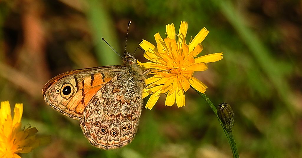Osadnik megera (Lasiommata megera)