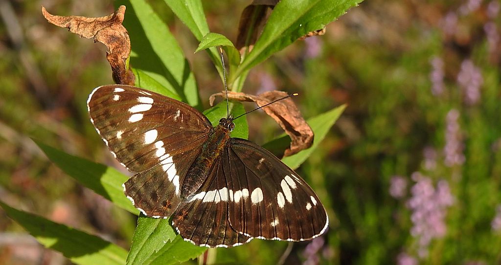Pokłonnik kamilla, pokłonnik wróż (Limenitis camilla)