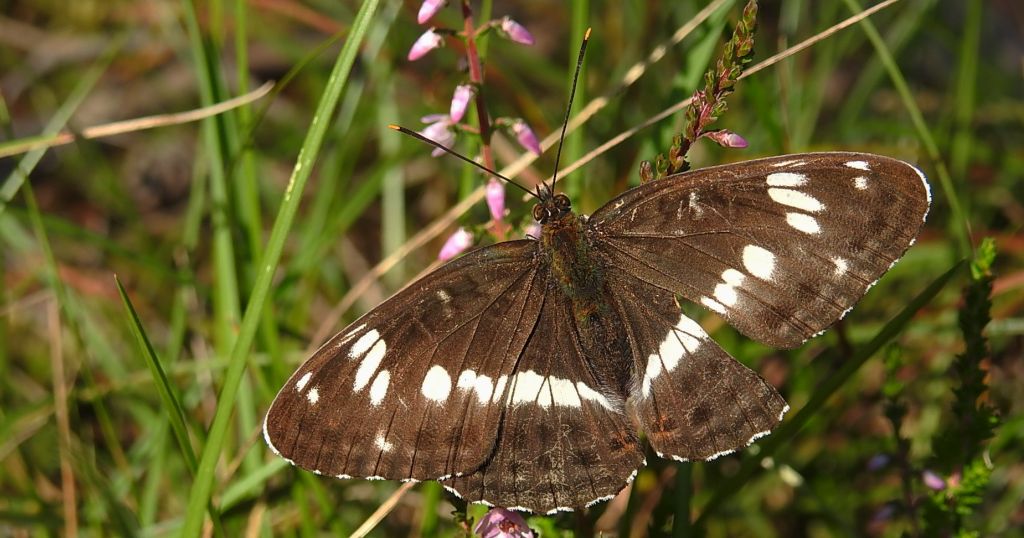 Pokłonnik kamilla, pokłonnik wróż (Limenitis camilla)