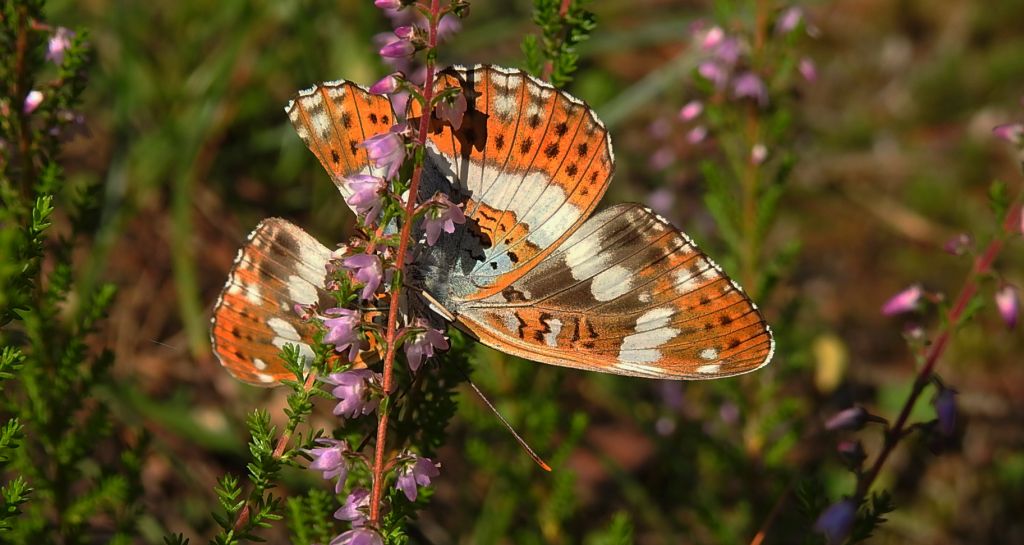 Pokłonnik kamilla, pokłonnik wróż (Limenitis camilla)