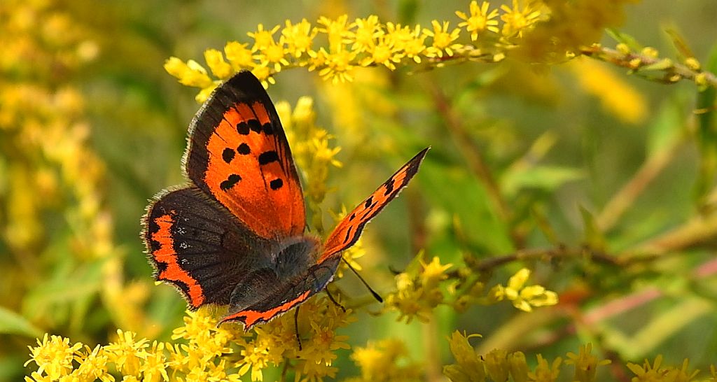 Czerwończyk żarek (Lycaena phlaeas)