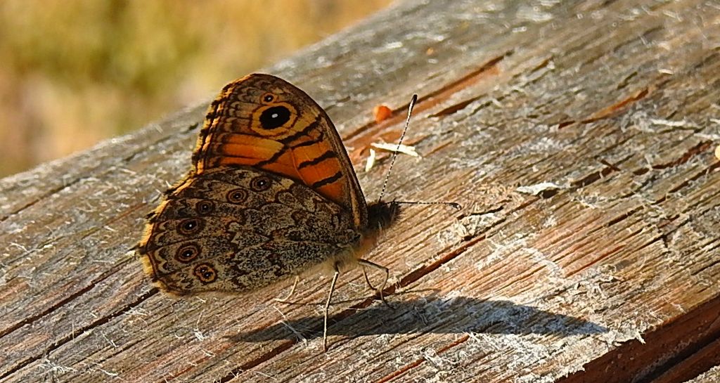 Osadnik megera (Lasiommata megera)