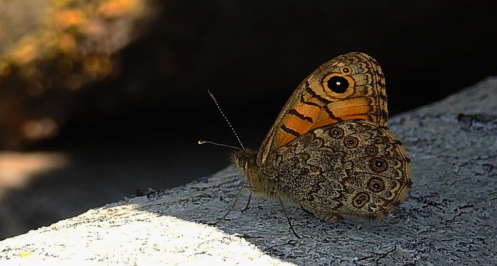 Osadnik megera (Lasiommata megera)