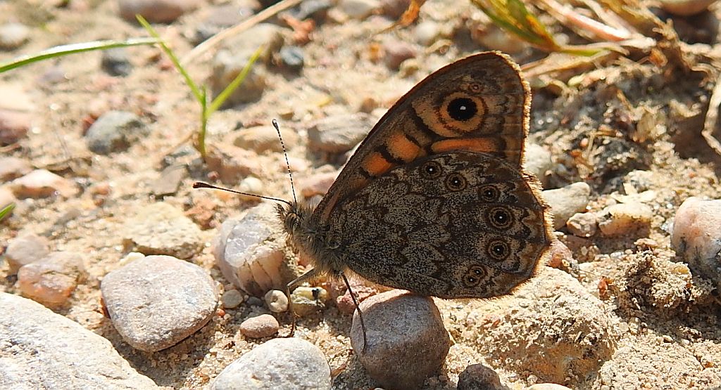Osadnik megera (Lasiommata megera)