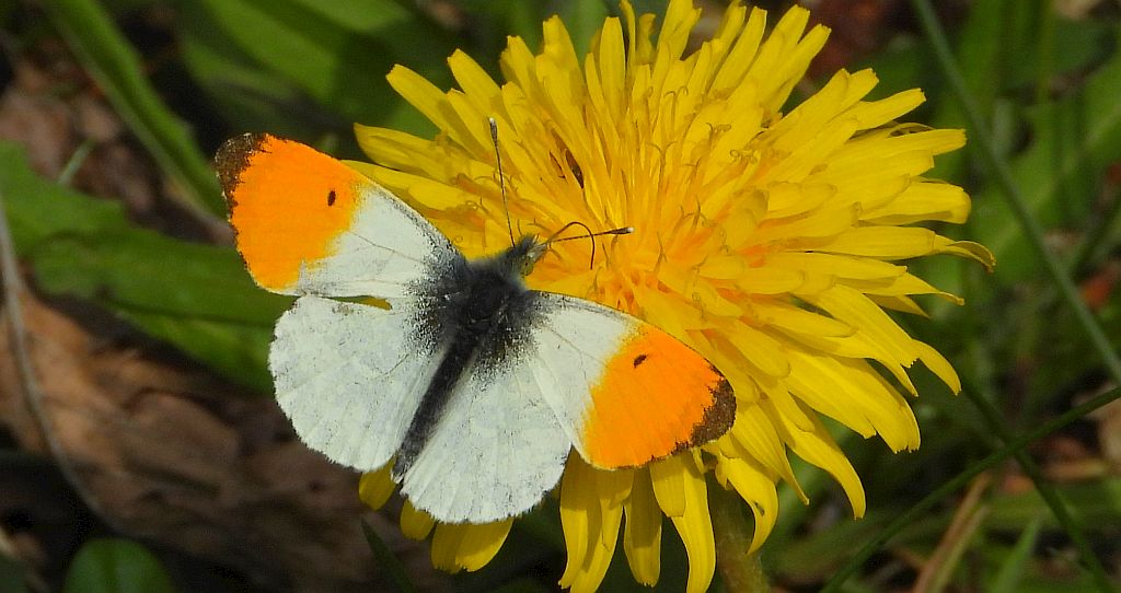 Zorzynek rzeżuchowiec (Anthocharis cardamines)