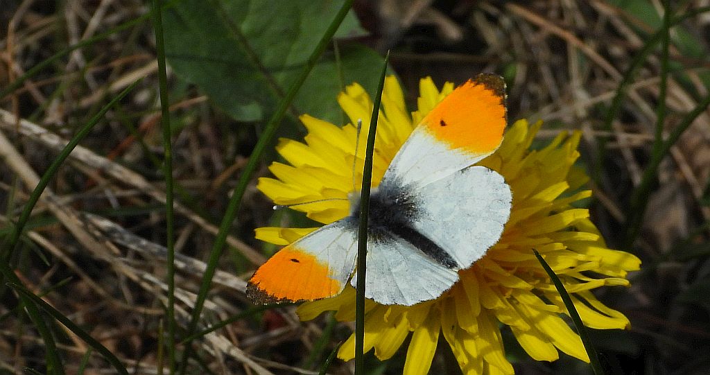 Zorzynek rzeżuchowiec (Anthocharis cardamines)