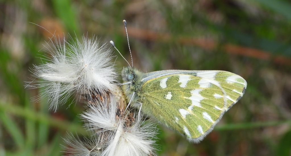 Bielinek rukiewnik, białawiec rukiewnik (Pontia edusa)