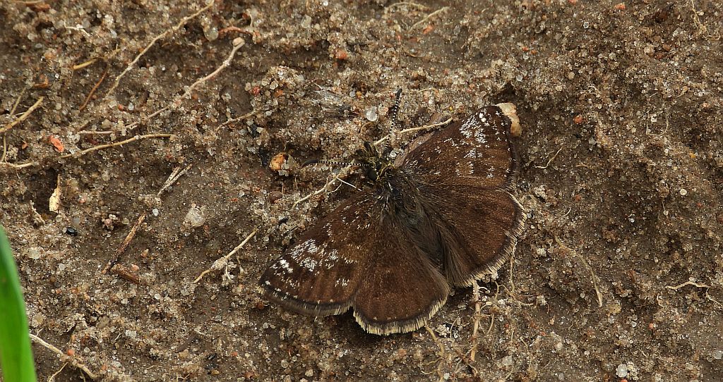 Powszelatek brunatek (Erynnis tages)