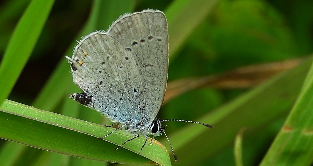 Modraszek argiades (Cupido argiades)