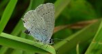 Modraszek argiades (Cupido argiades)