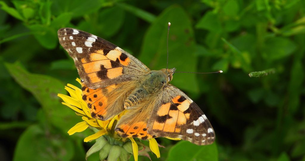 Rusałka osetnik (Vanessa cardui, syn. Cynthia cardui)