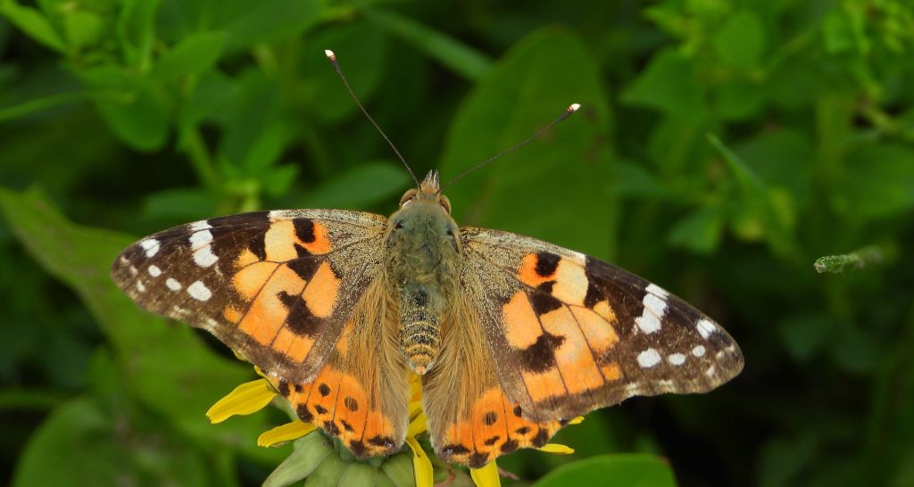 Rusałka osetnik (Vanessa cardui, syn. Cynthia cardui)