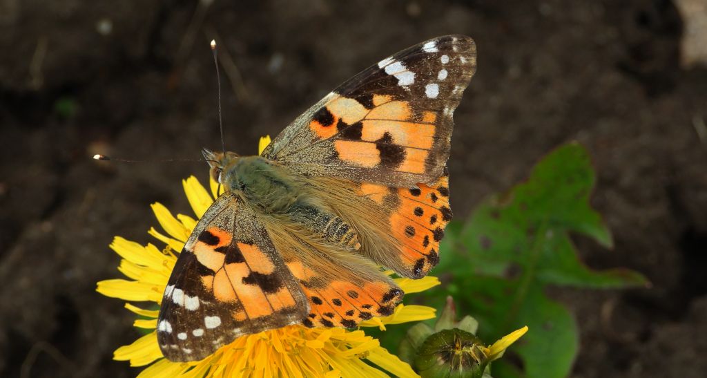 Rusałka osetnik (Vanessa cardui, syn. Cynthia cardui)