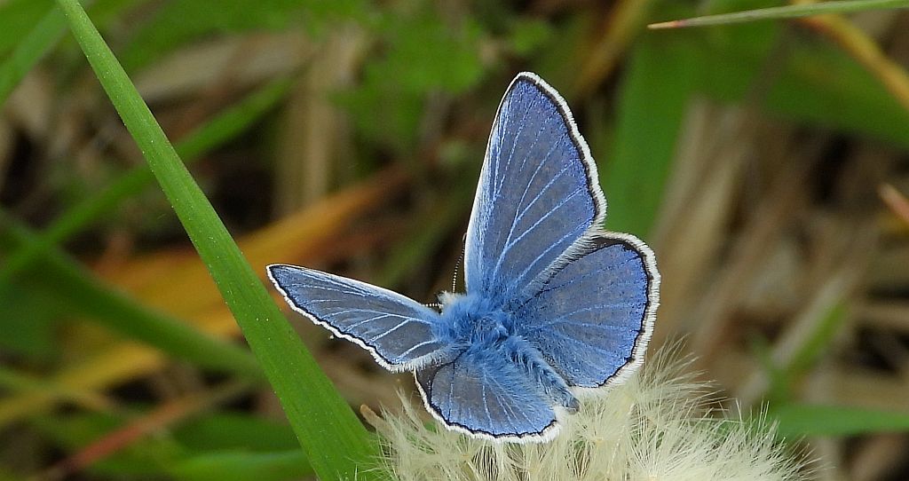 Modraszek ikar (Polyommatus icarus)