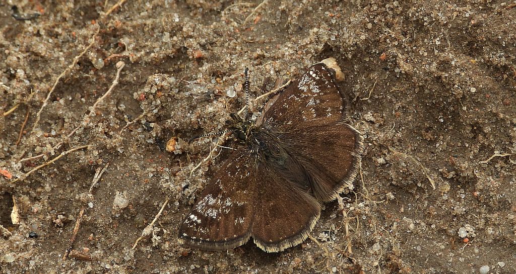 Powszelatek brunatek (Erynnis tages)