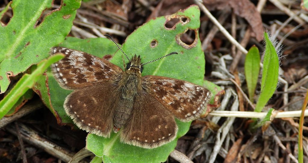 Powszelatek brunatek (Erynnis tages)