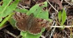 Powszelatek brunatek (Erynnis tages)