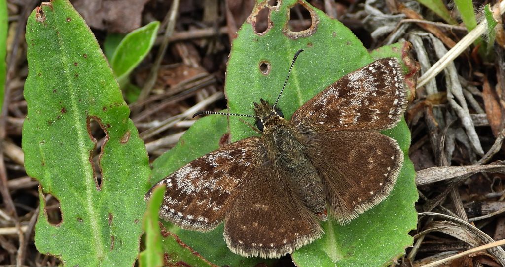 Powszelatek brunatek (Erynnis tages)