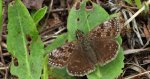Powszelatek brunatek (Erynnis tages)